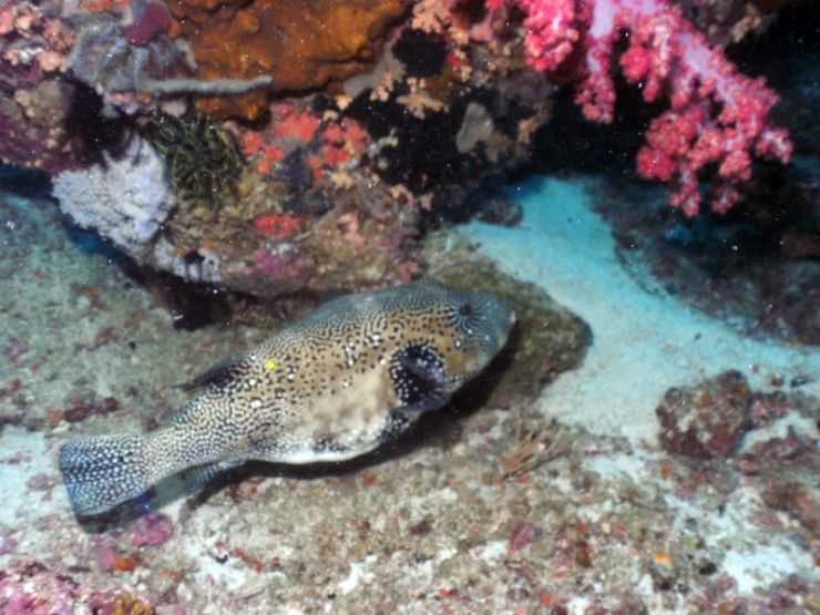 펀다이빙 - 필리핀 세부 건우다이브리조트 - 칸누마카