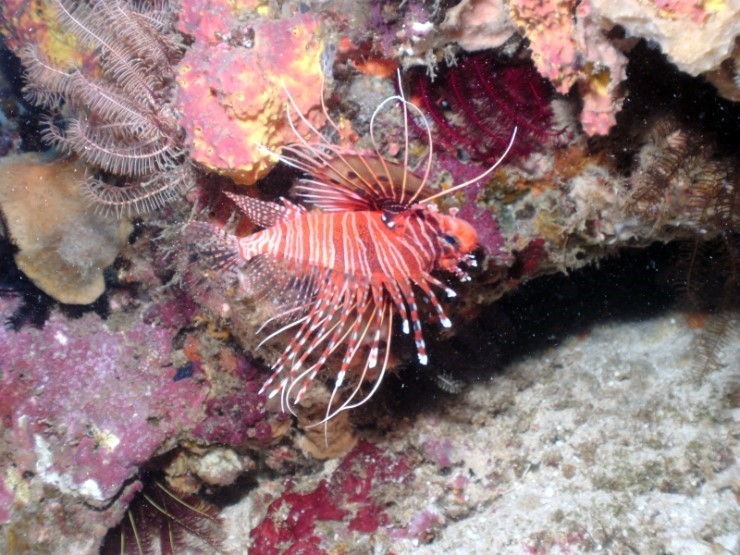 펀다이빙 - 필리핀 세부 건우다이브리조트 - 칸누마카