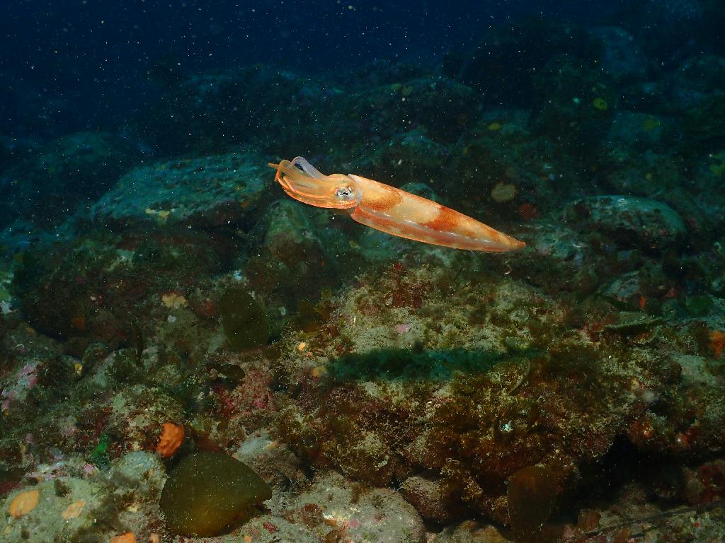 펀다이빙 - 제주도 굿다이버 - 문섬 새끼섬(한바퀴)