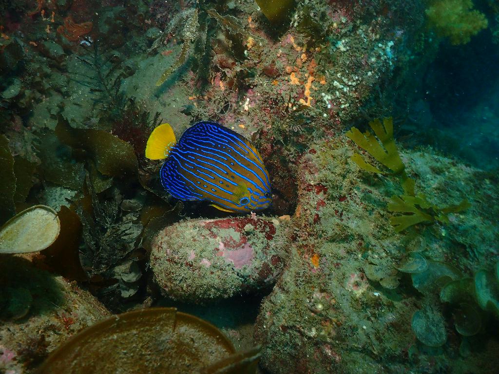 펀다이빙 - 제주도 굿다이버 - 문섬 새끼섬(한바퀴)