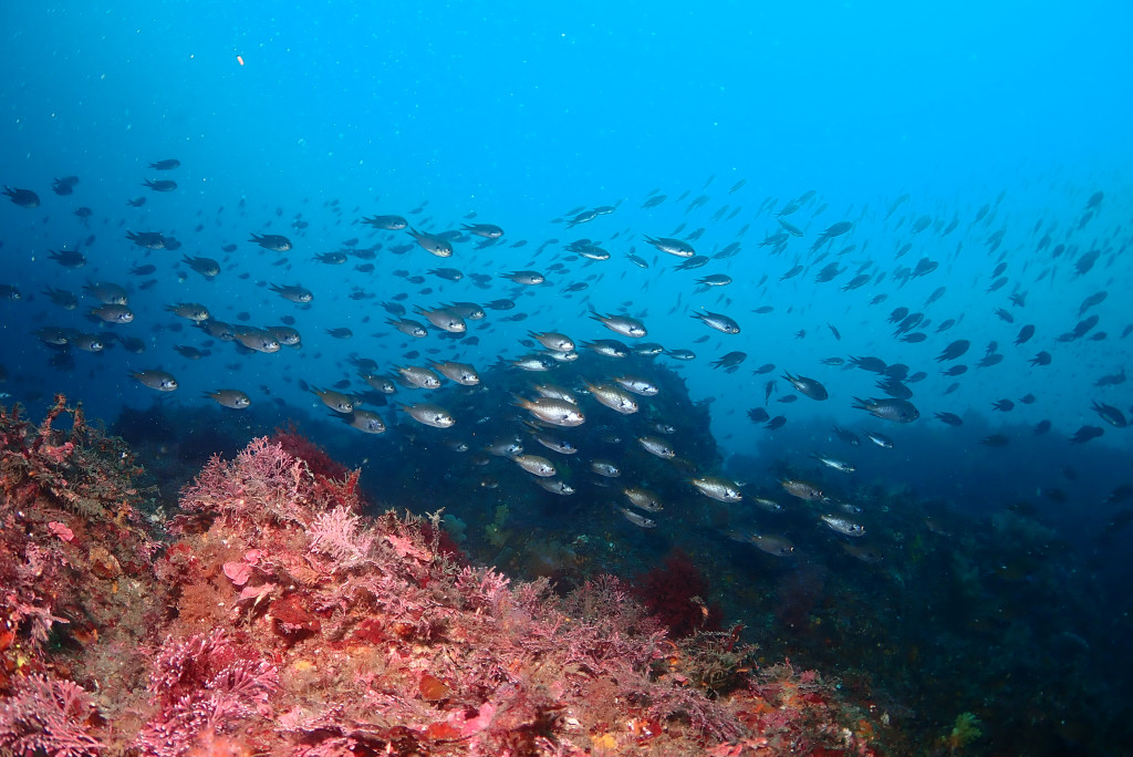 ジェジギ（Jejigi）ポイント紹介 - 済州島 西帰浦