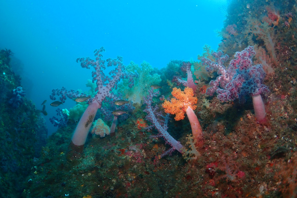 ジェジギ（Jejigi）ポイント紹介 - 済州島 西帰浦