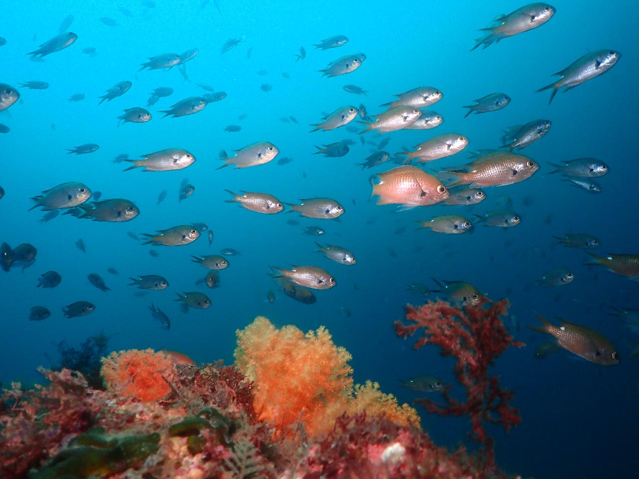 ジェジギ（Jejigi）ポイント紹介 - 済州島 西帰浦